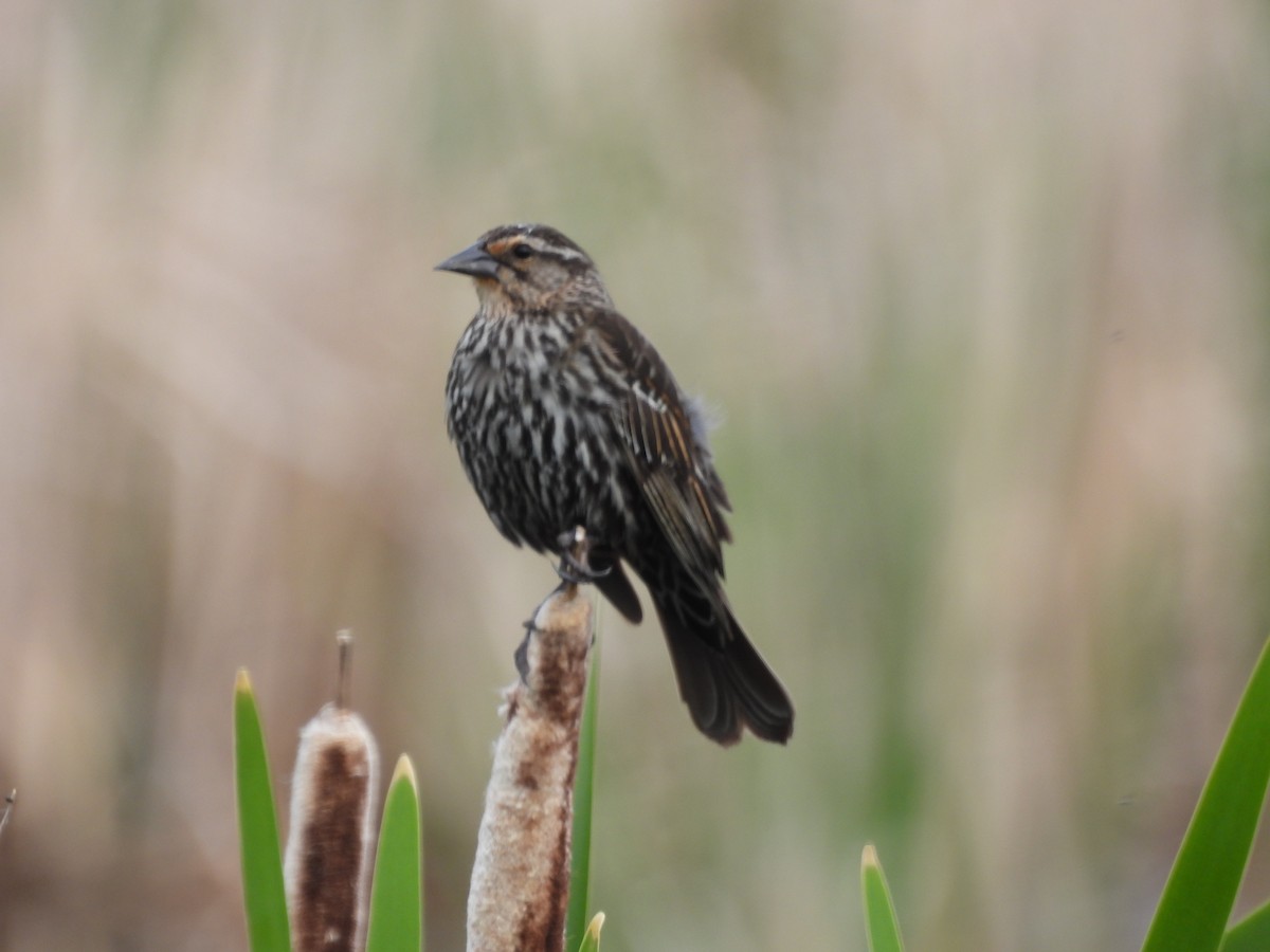 Red-winged Blackbird - ML620466363