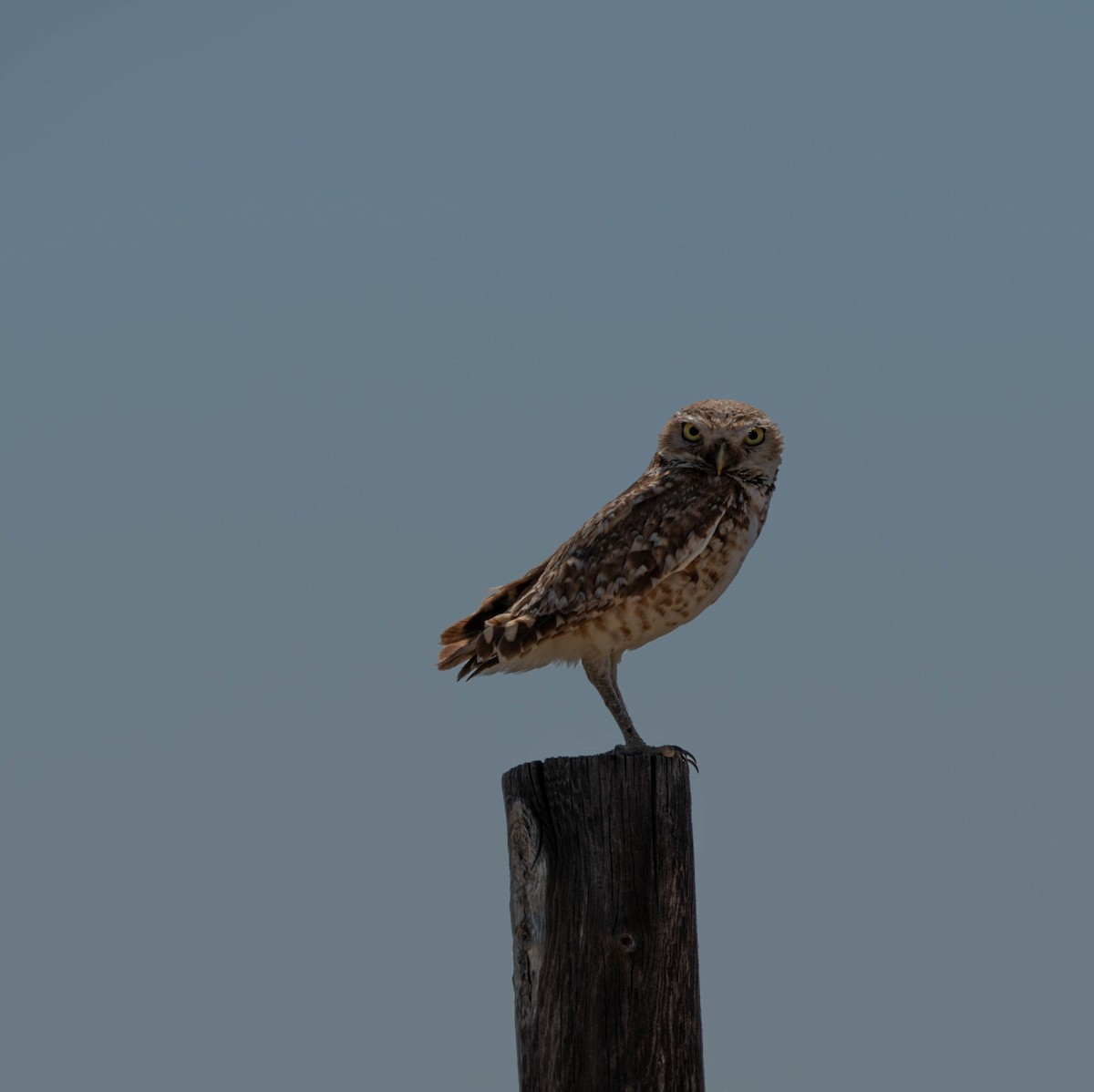 Burrowing Owl - Beth Payne