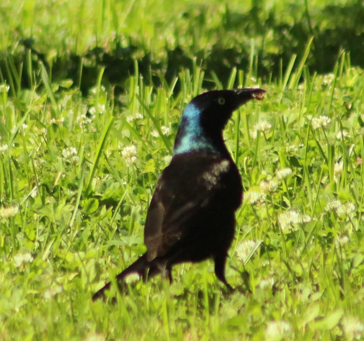 Common Grackle - ML620466366