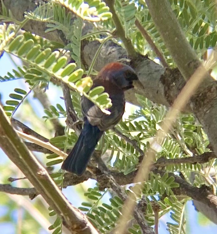 Varied Bunting - ML620466372