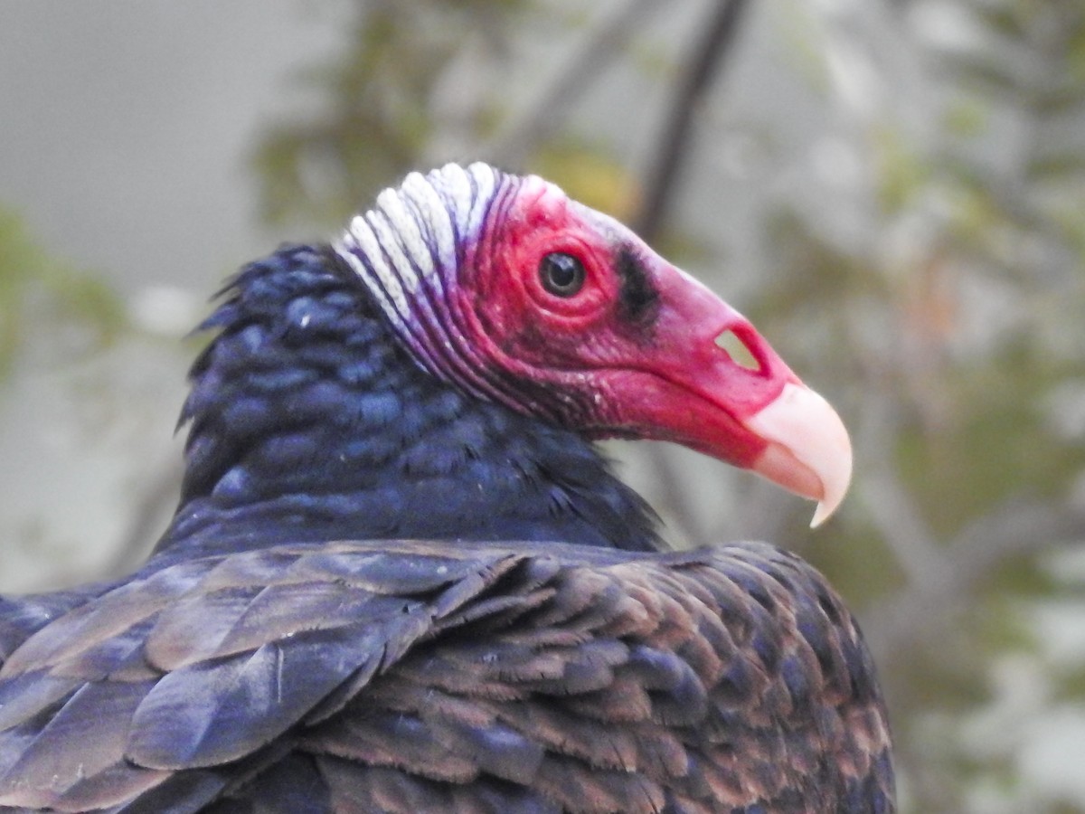 Turkey Vulture - ML620466378