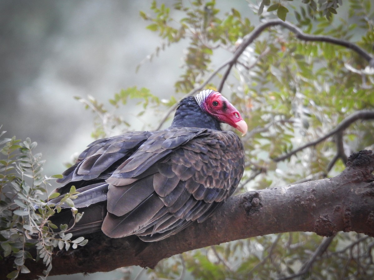 Turkey Vulture - ML620466380