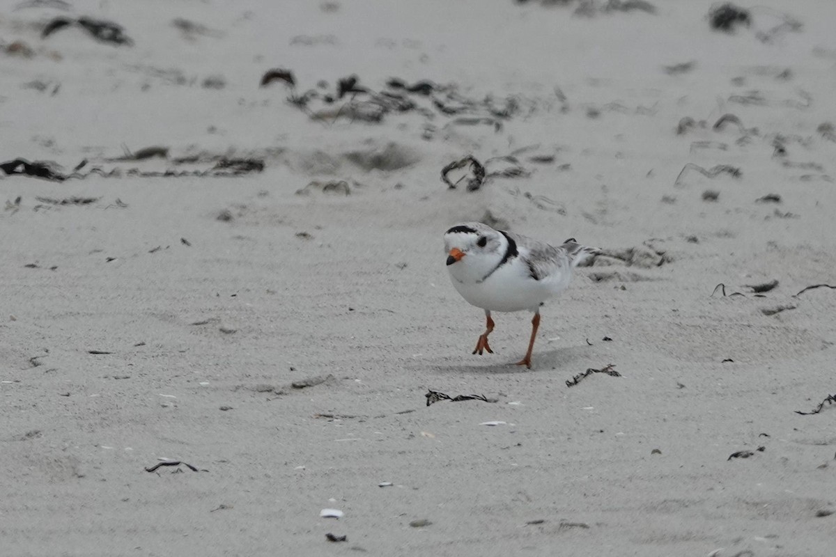 Piping Plover - ML620466385