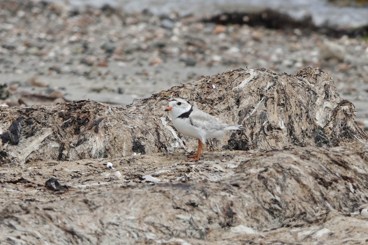 Piping Plover - ML620466386