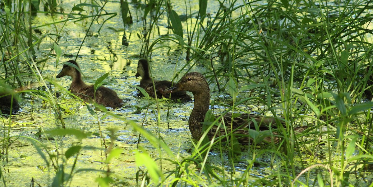 Canard colvert - ML620466389