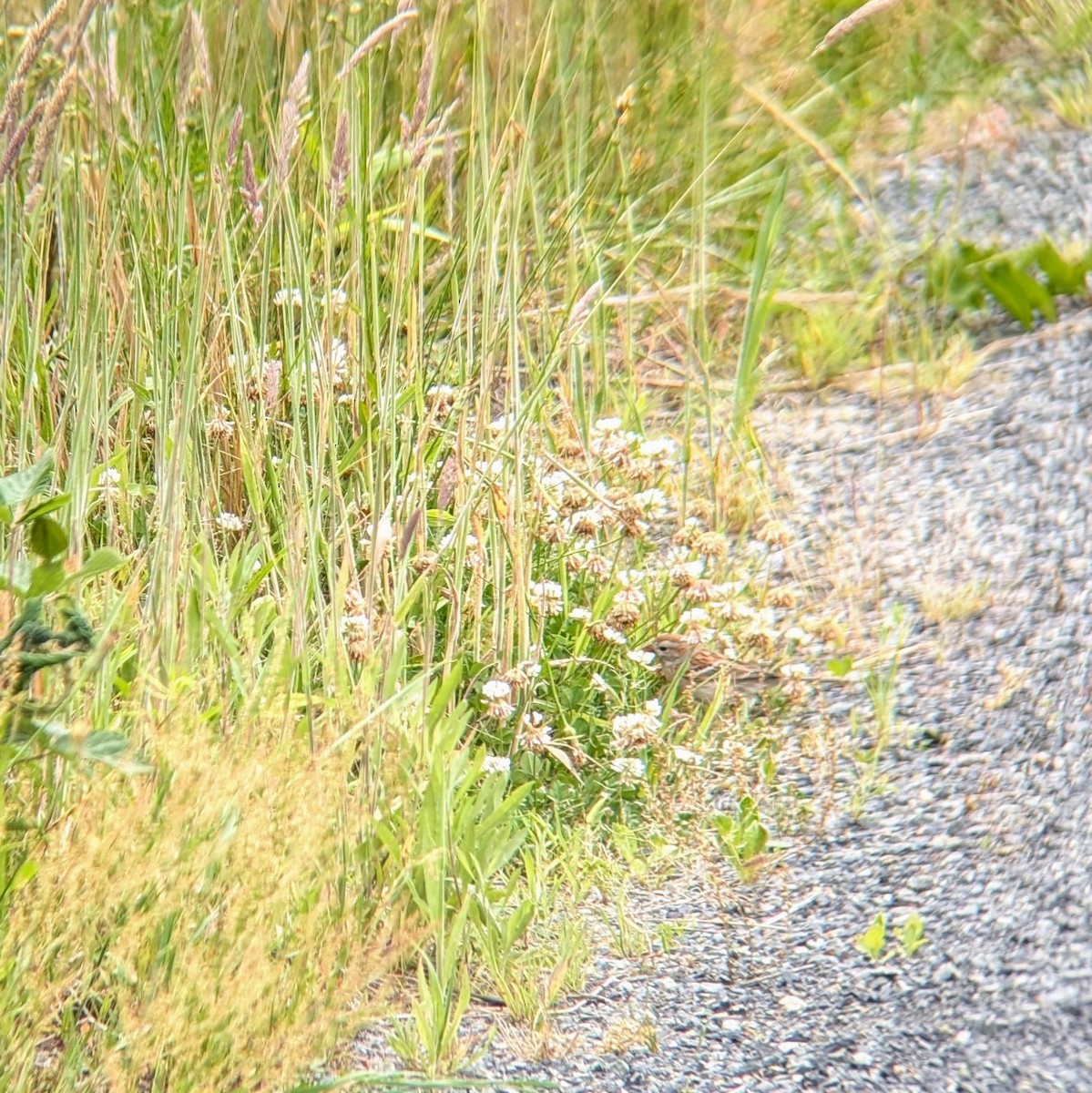 Field Sparrow - ML620466398