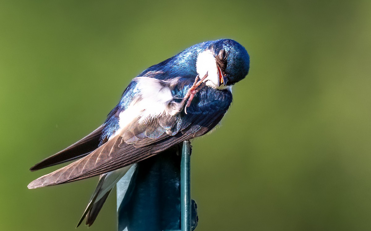 Tree Swallow - ML620466401