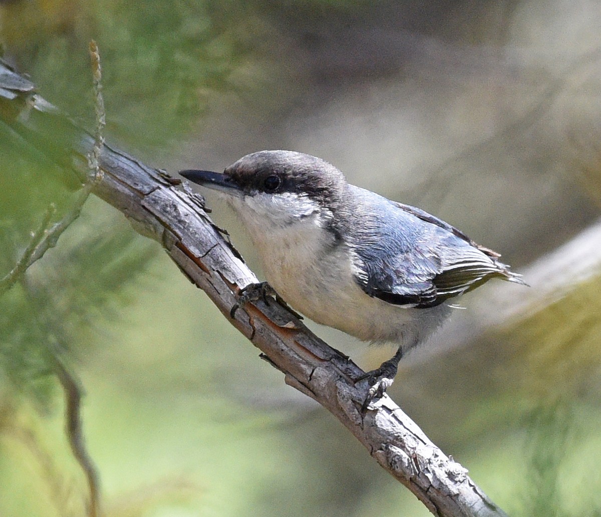 Pygmy Nuthatch - ML620466416