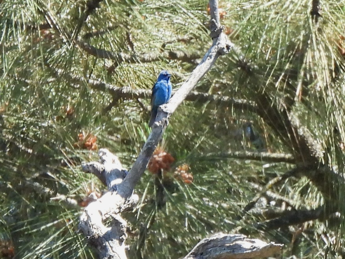 Indigo Bunting - ML620466418