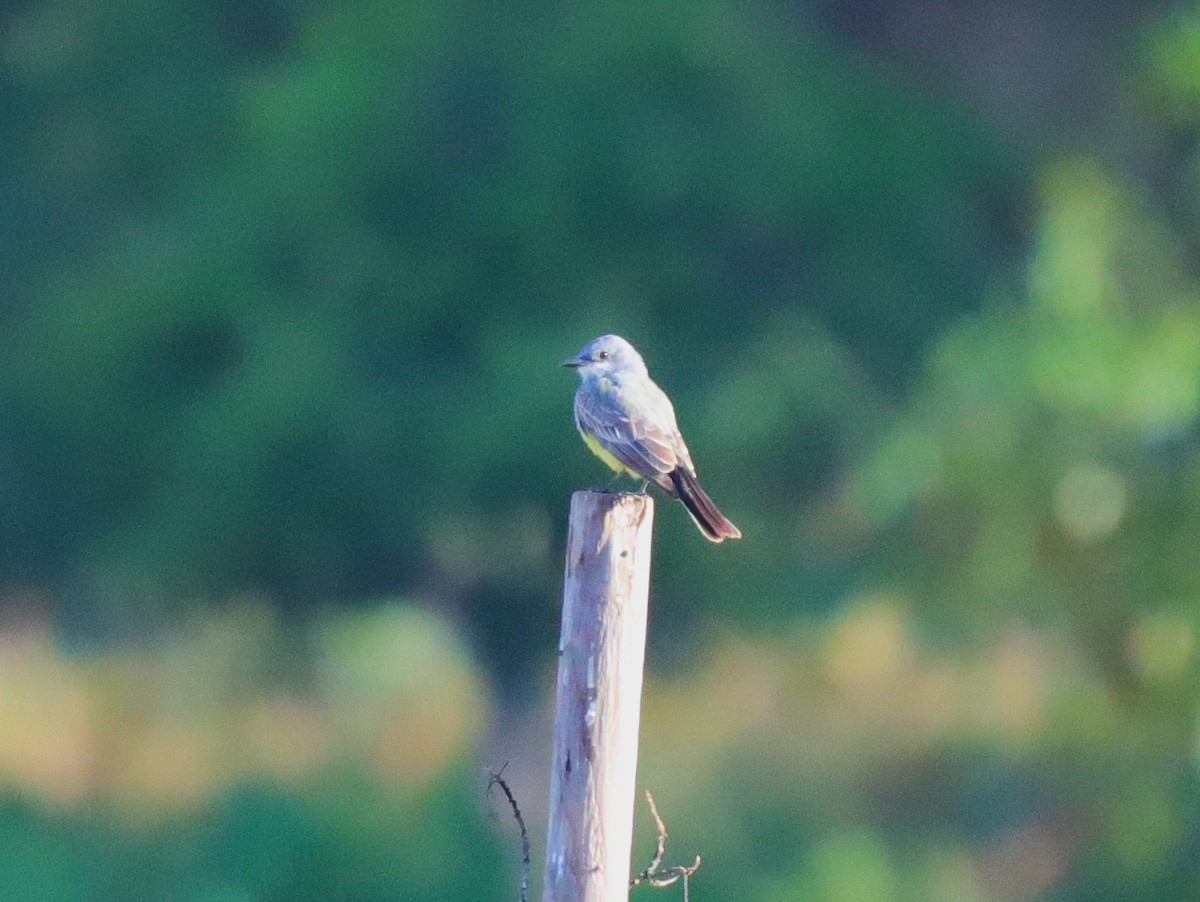 Cassin's Kingbird - ML620466421