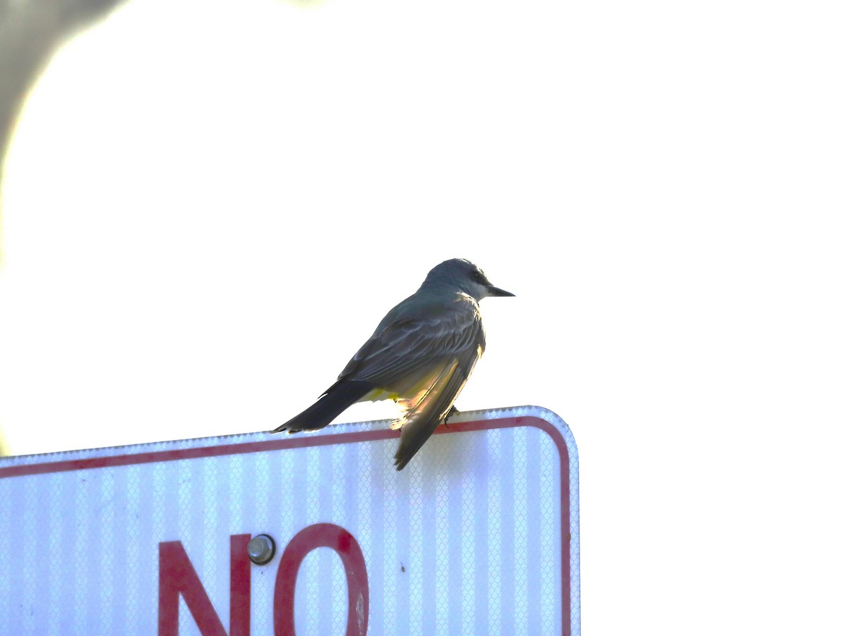 Cassin's Kingbird - ML620466424