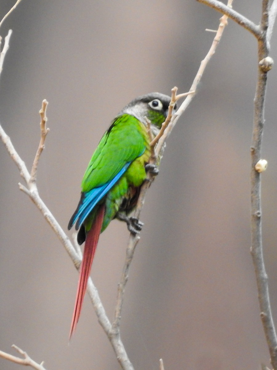 Green-cheeked Parakeet - ML620466425