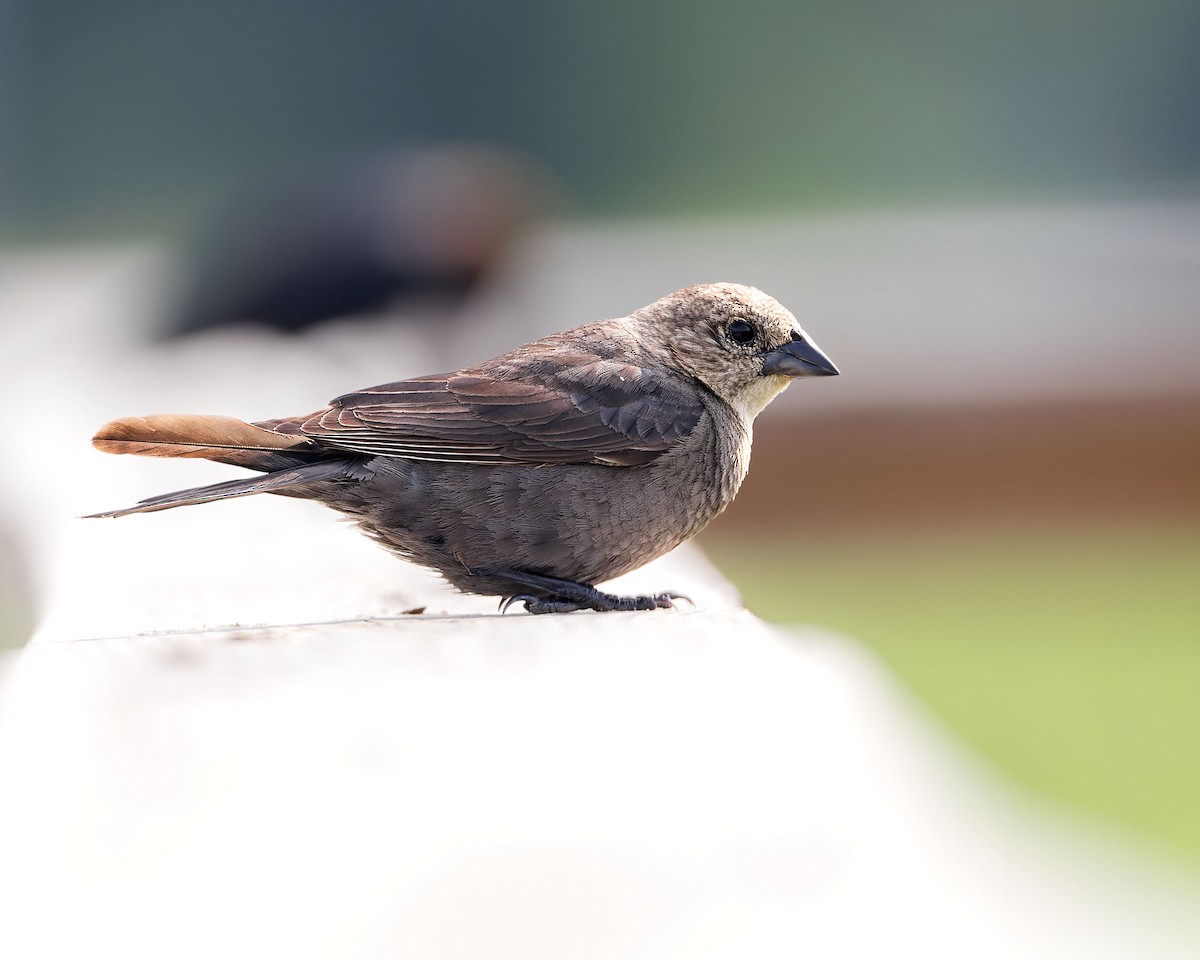 Brown-headed Cowbird - ML620466426