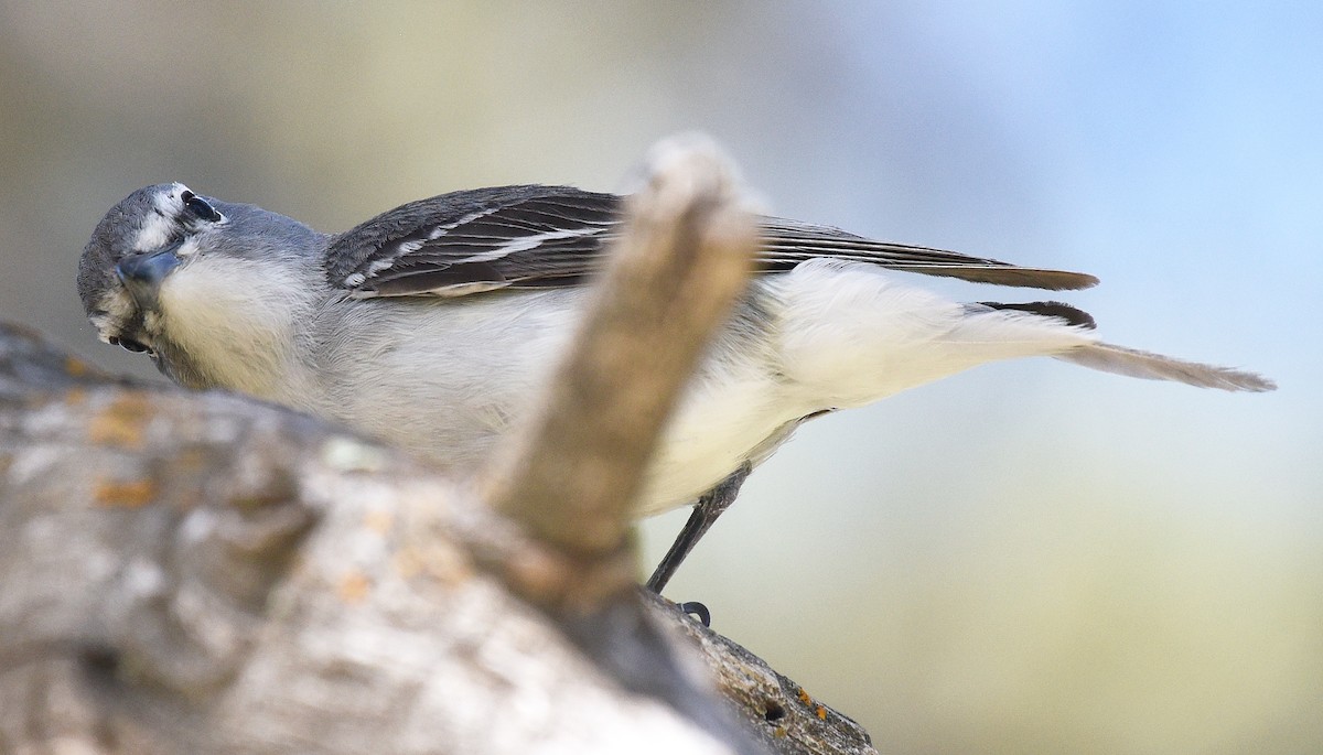 Plumbeous Vireo - ML620466429