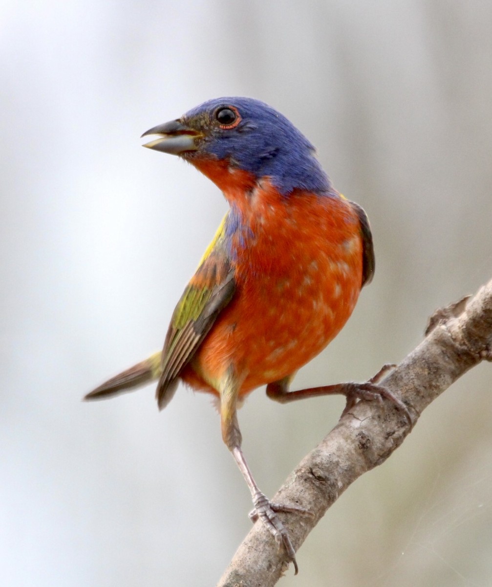 Painted Bunting - ML620466433