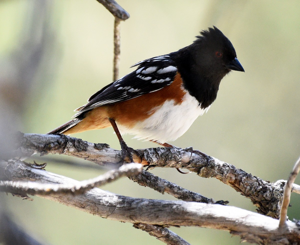 Spotted Towhee - ML620466434
