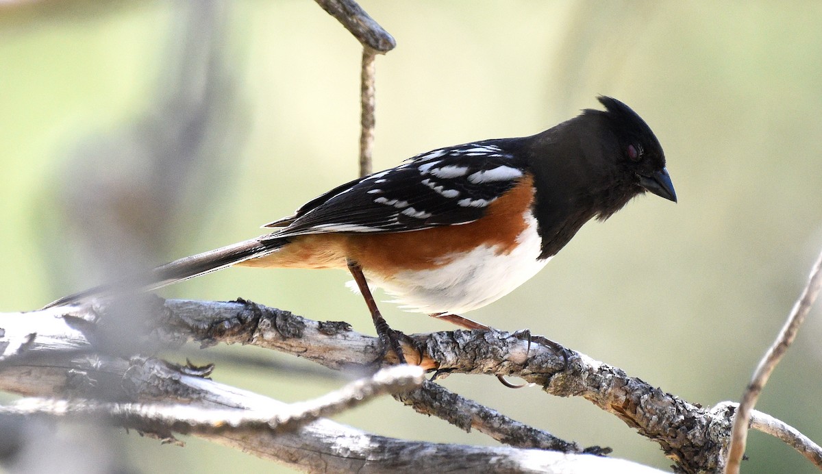 Spotted Towhee - ML620466435