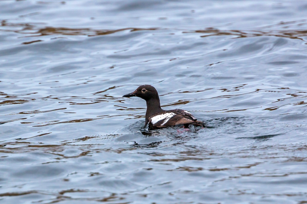 Pigeon Guillemot - ML620466441