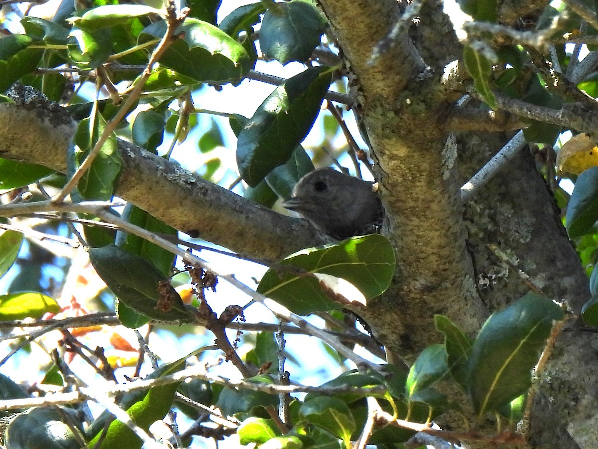 Oak Titmouse - ML620466444