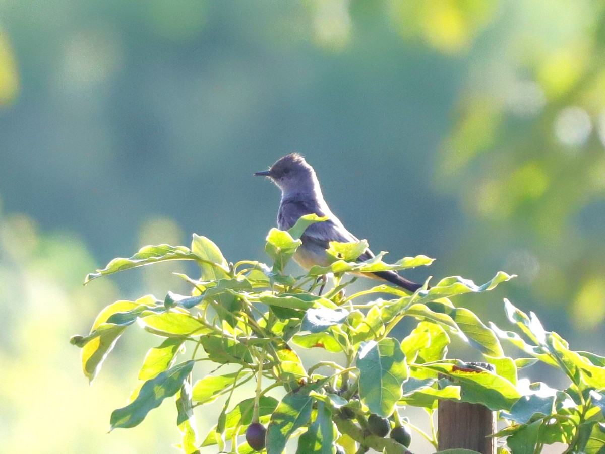 Northern Mockingbird - ML620466448