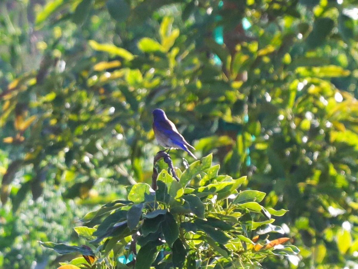 Western Bluebird - ML620466452