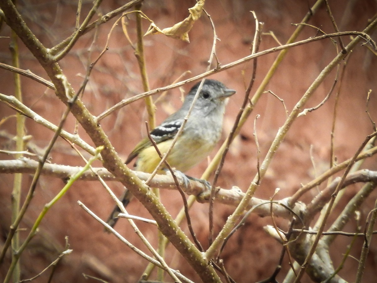 Variable Antshrike - ML620466467