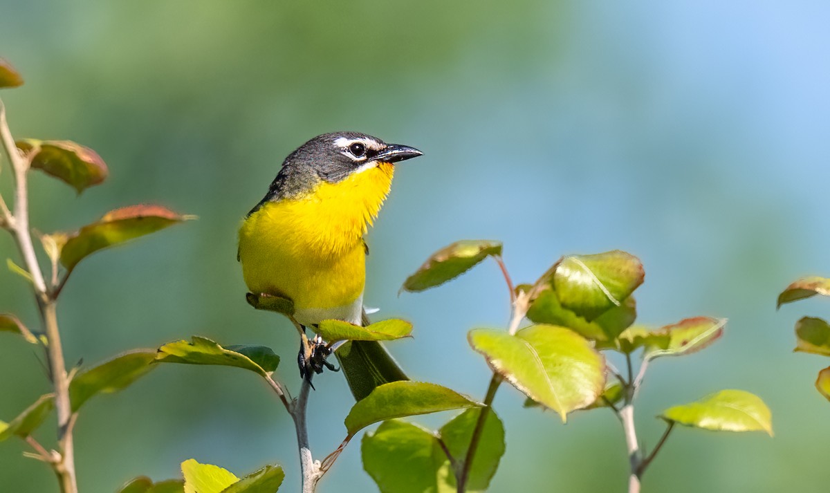 Yellow-breasted Chat - ML620466474