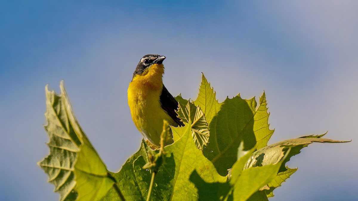 Yellow-breasted Chat - Jining Han