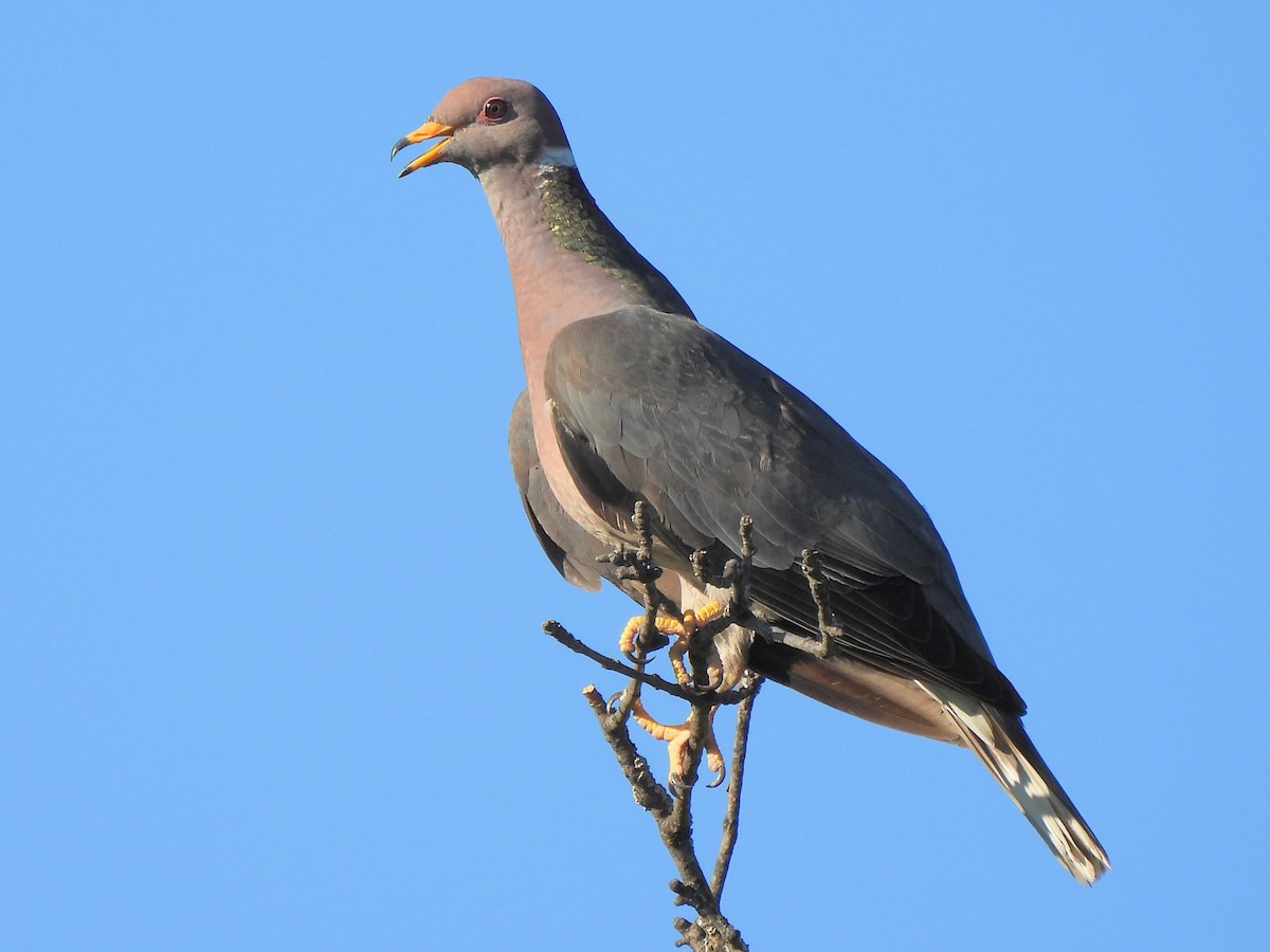 Band-tailed Pigeon - ML620466480