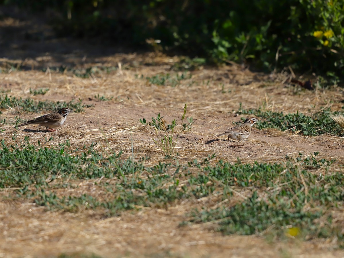 Lark Sparrow - ML620466494