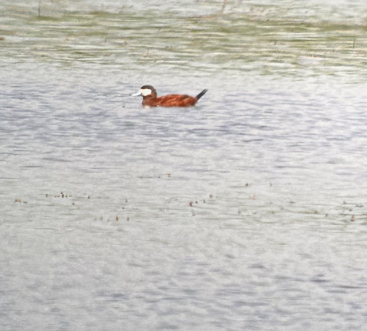 Ruddy Duck - ML620466498