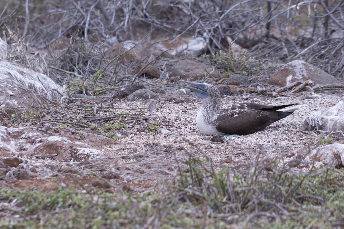 Blue-footed Booby - ML620466503