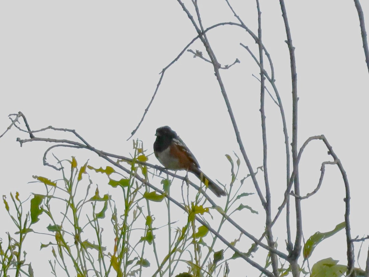 Spotted Towhee - ML620466504