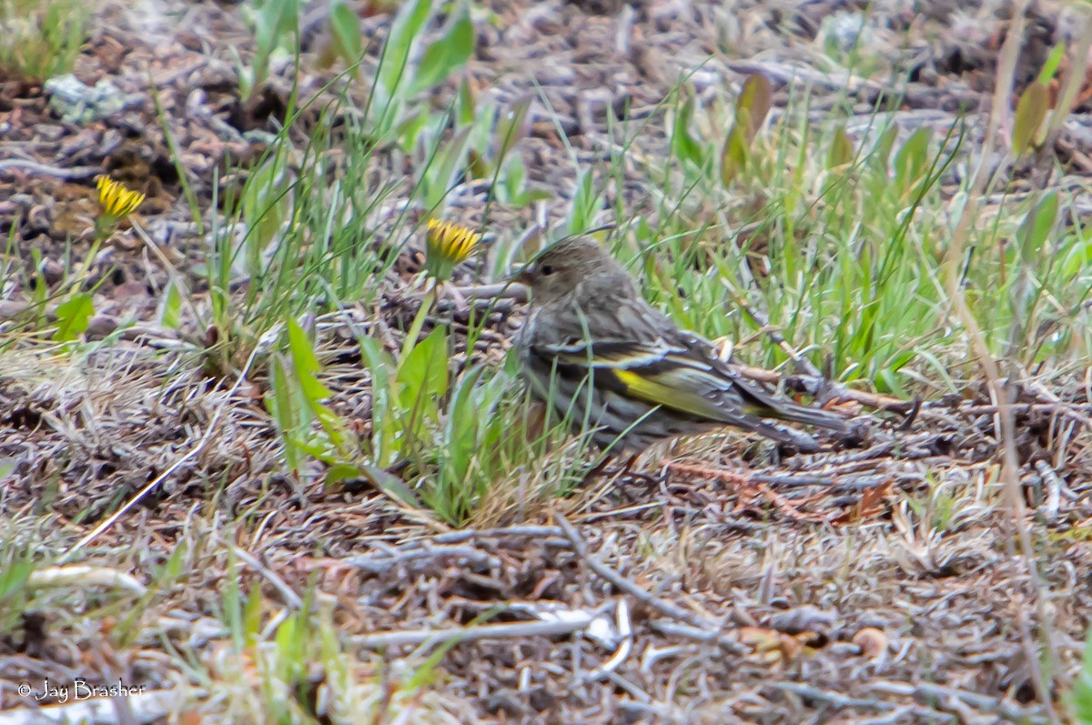 Pine Siskin - ML620466525