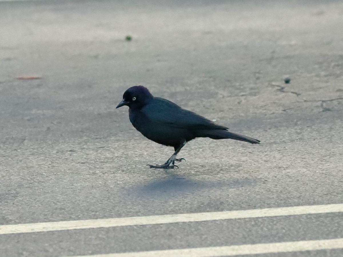 Brewer's Blackbird - ML620466530