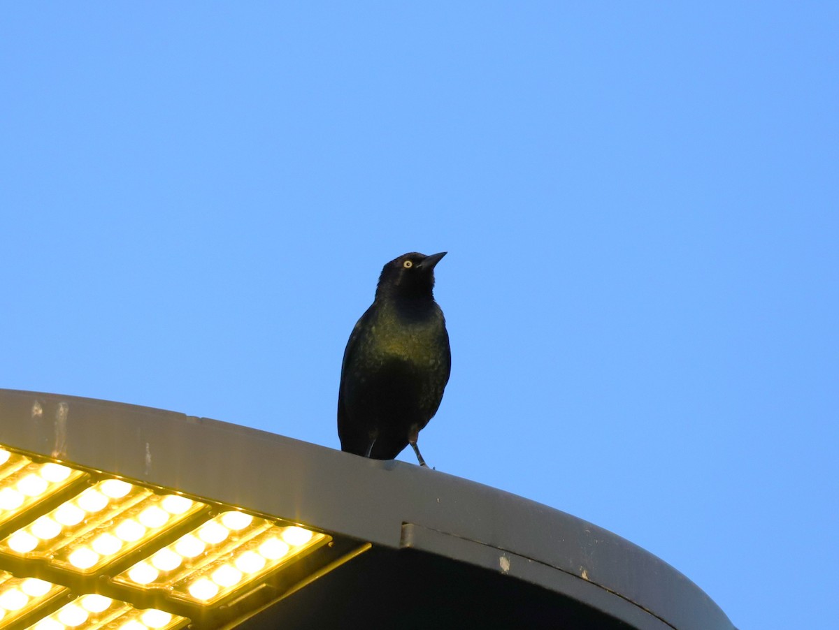 Brewer's Blackbird - ML620466531