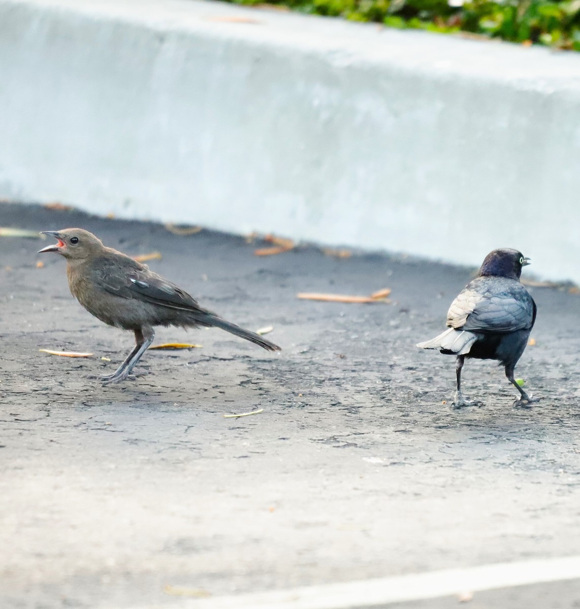 Brewer's Blackbird - ML620466532