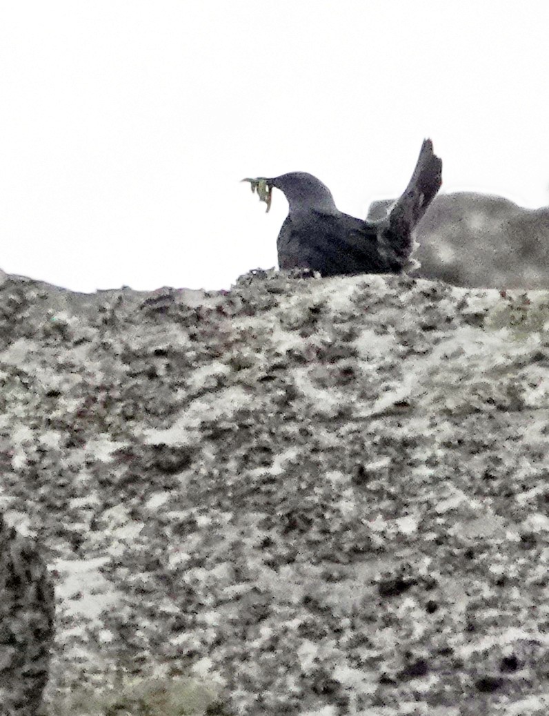 Blue Rock-Thrush - ML620466534