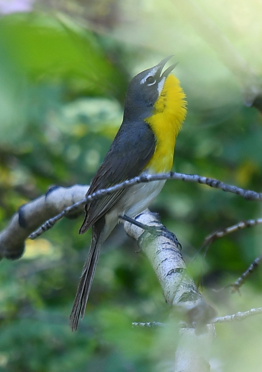 Yellow-breasted Chat - ML620466536