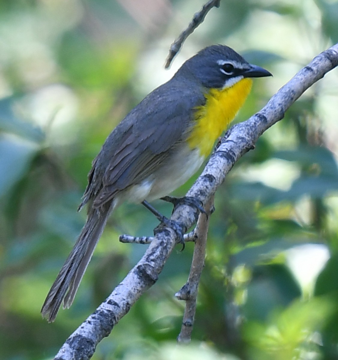 Yellow-breasted Chat - ML620466537