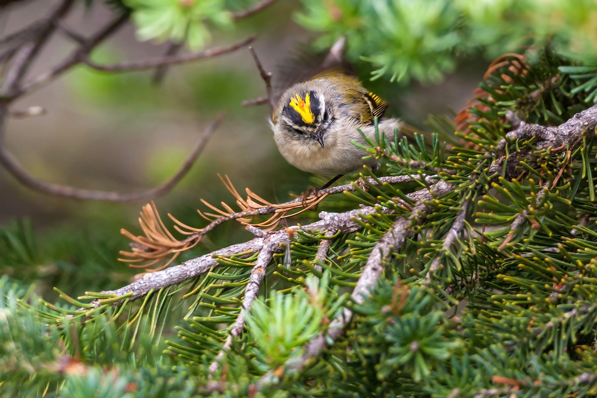 Golden-crowned Kinglet - ML620466538