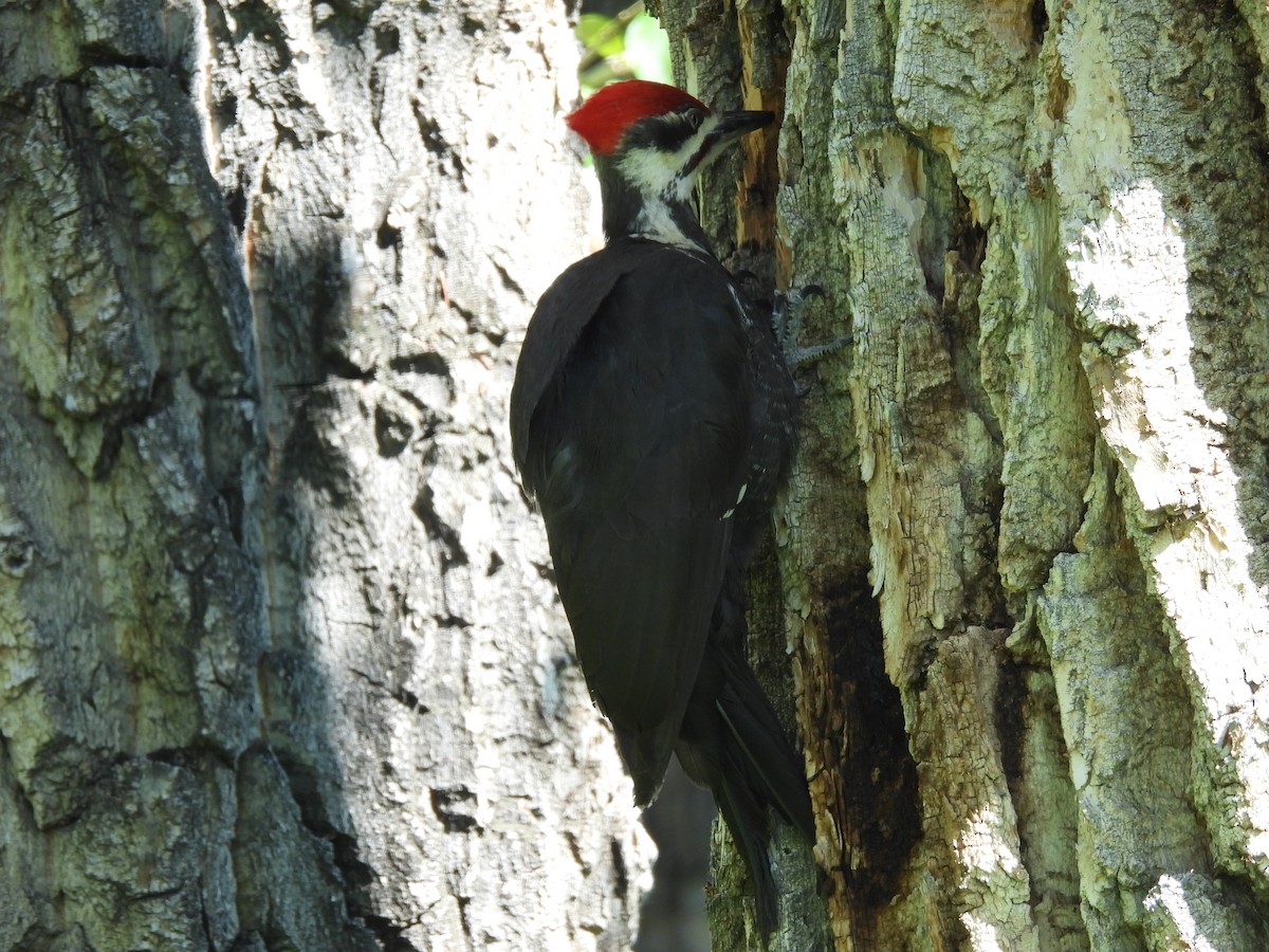 Pileated Woodpecker - ML620466539