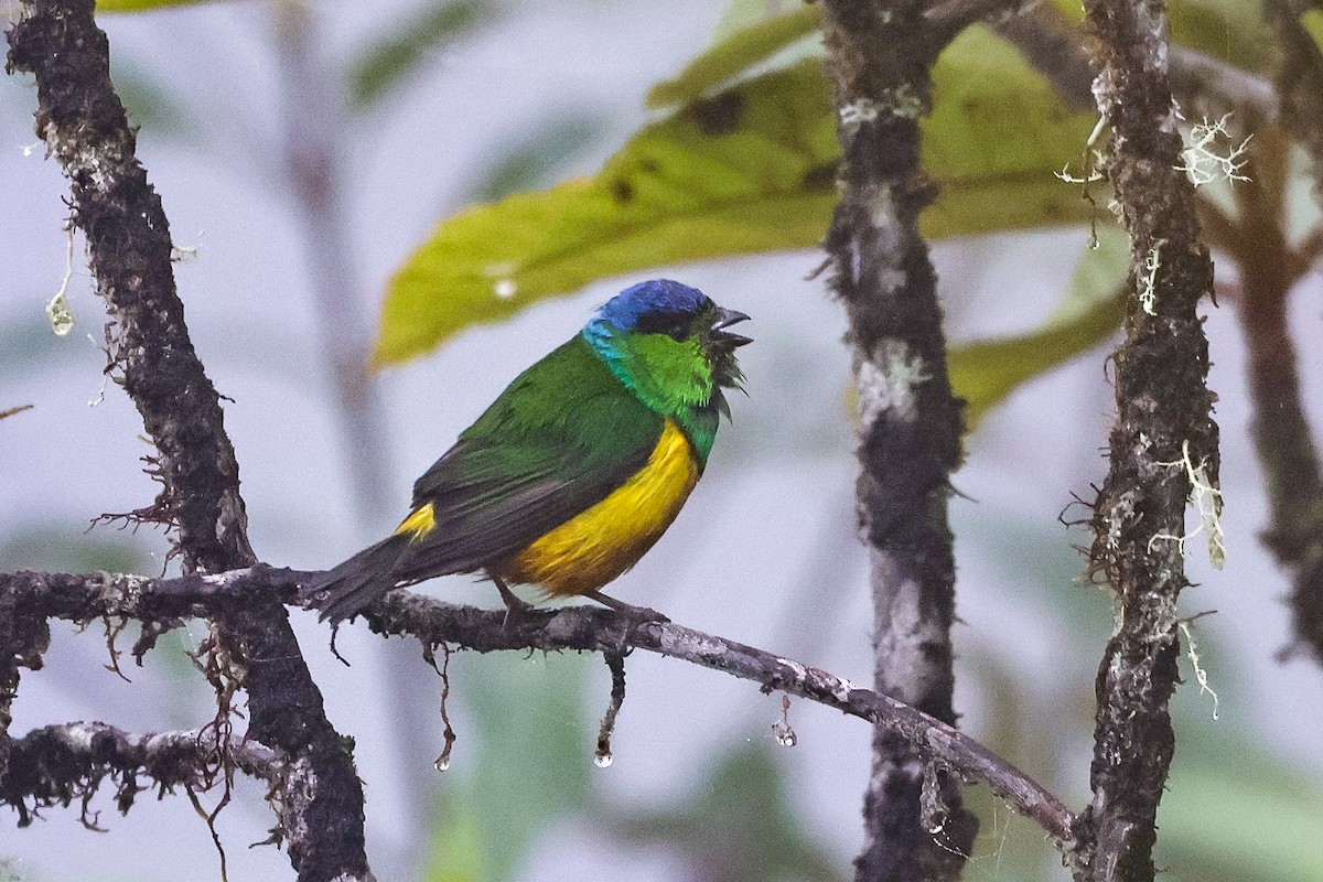 Chestnut-breasted Chlorophonia - ML620466540