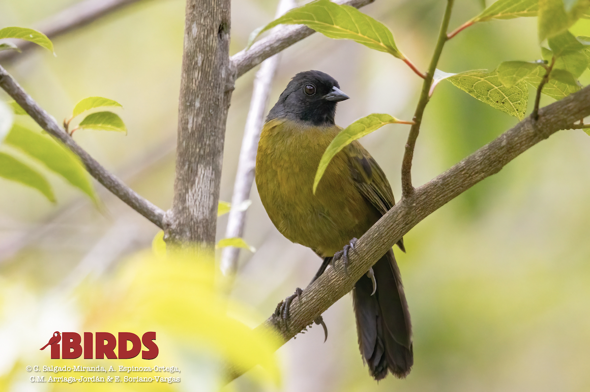 Large-footed Finch - ML620466544