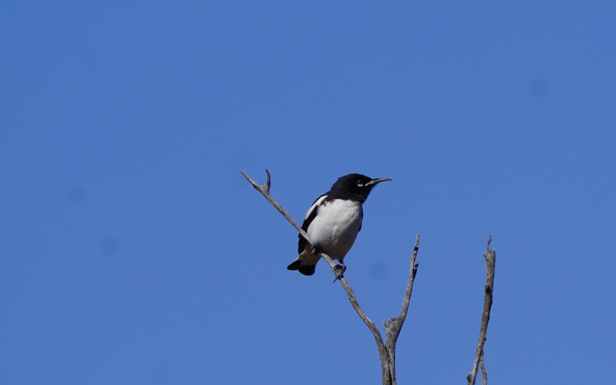 Pied Honeyeater - ML620466548