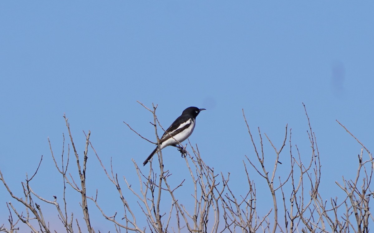 Pied Honeyeater - ML620466550