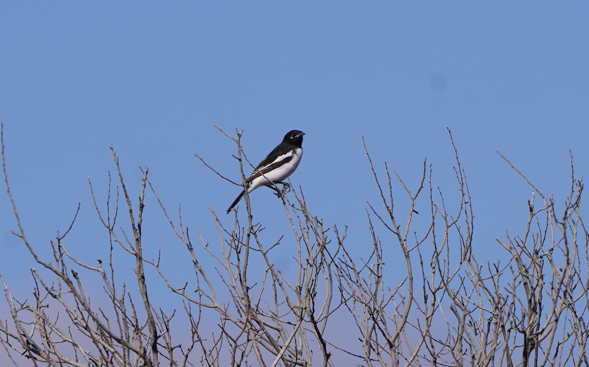 Pied Honeyeater - Richard Maarschall