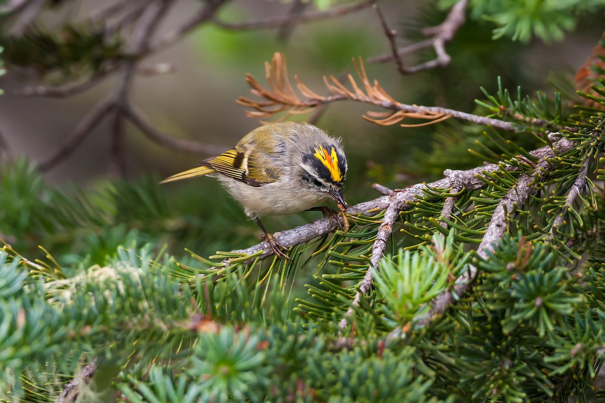 Golden-crowned Kinglet - ML620466553