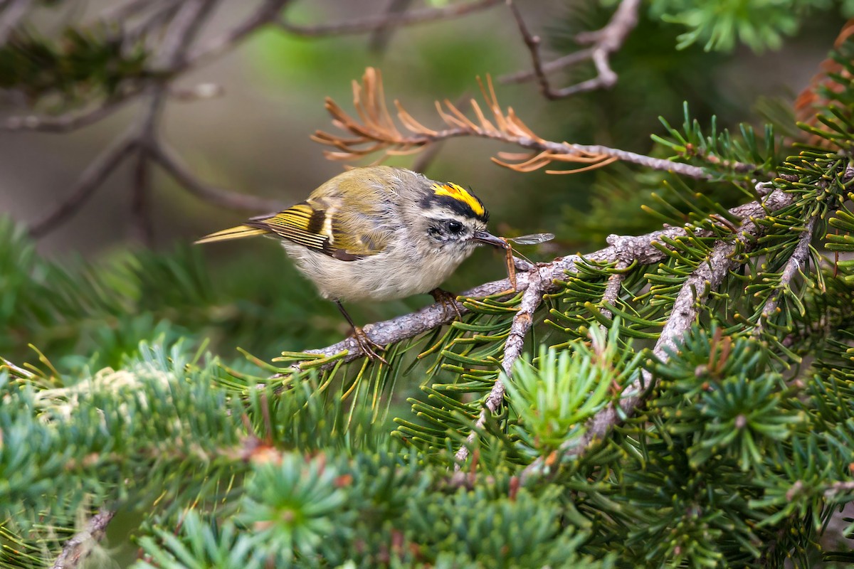 Golden-crowned Kinglet - ML620466558