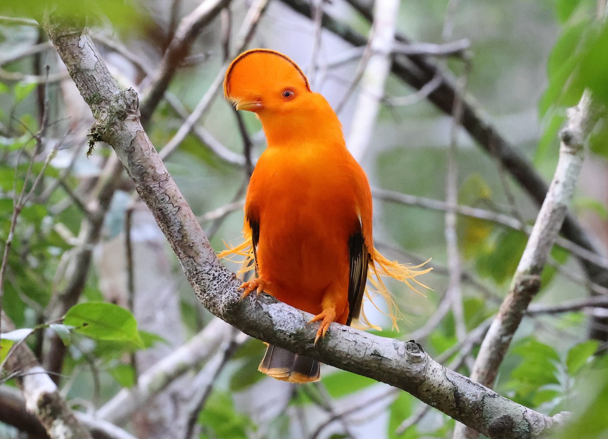 Coq-de-roche orange - ML620466561